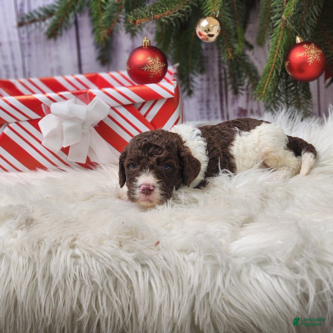 Labradoodle dogs for sale: George - F1B - Ad 1
