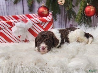 Labradoodle dogs George - F1B - Ad 1