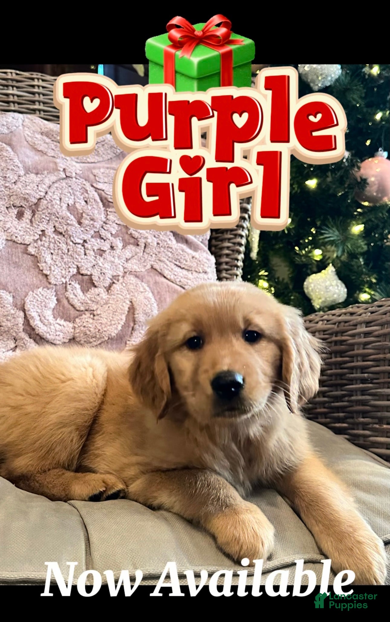Golden Retriever dogs Golden Retriever Purple Girl - Ad 3