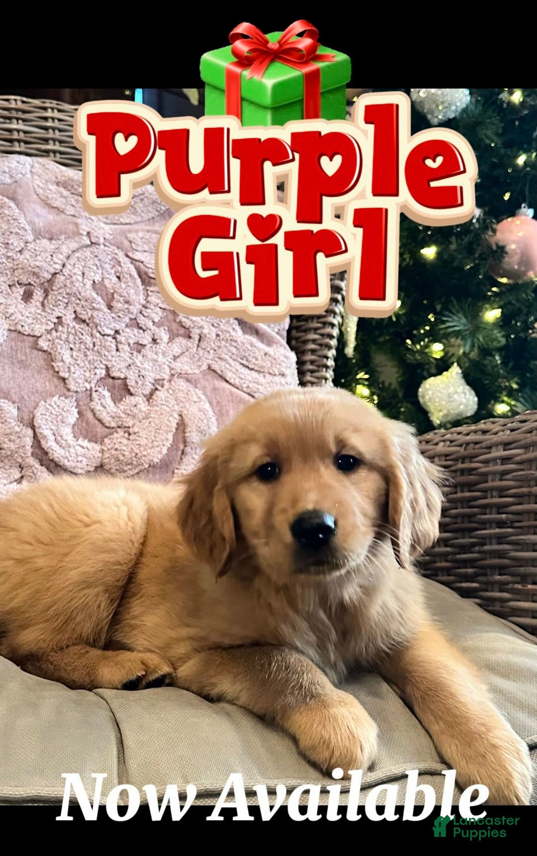 Golden Retriever dogs for sale: Golden Retriever Purple Girl - Ad 1