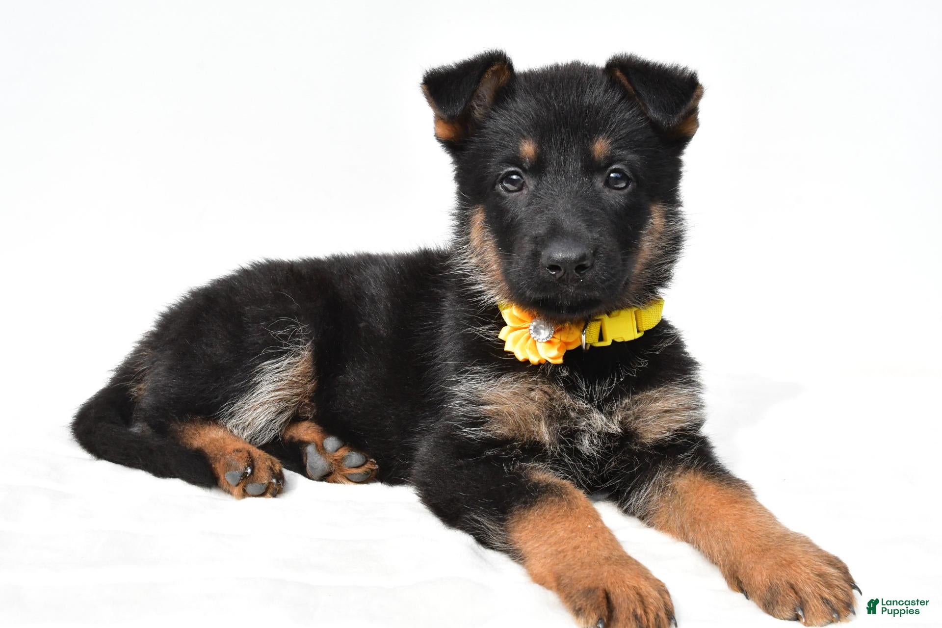 German Shepherd dogs Layla - Ad 2