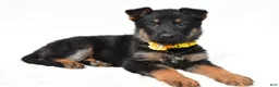 German Shepherd dogs for sale: Layla - Ad 2