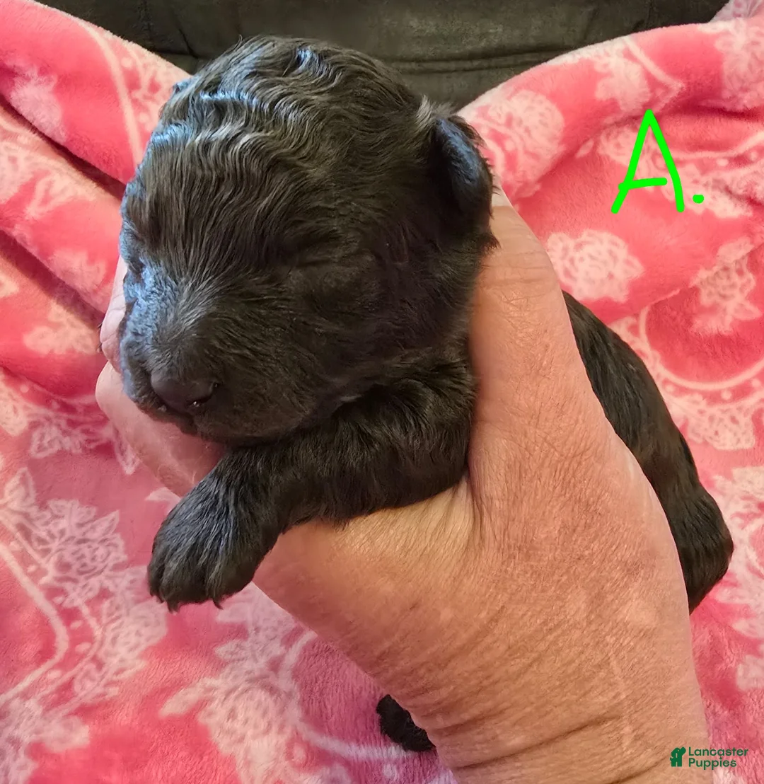 Toy Poodle dogs for sale: Toy Poodle 1 - Ad 1