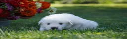 Great Pyrenees dogs for sale: AKC Apollo - Ad 4