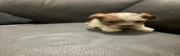 Mixed Breed dogs for sale: Unique - Ad 19