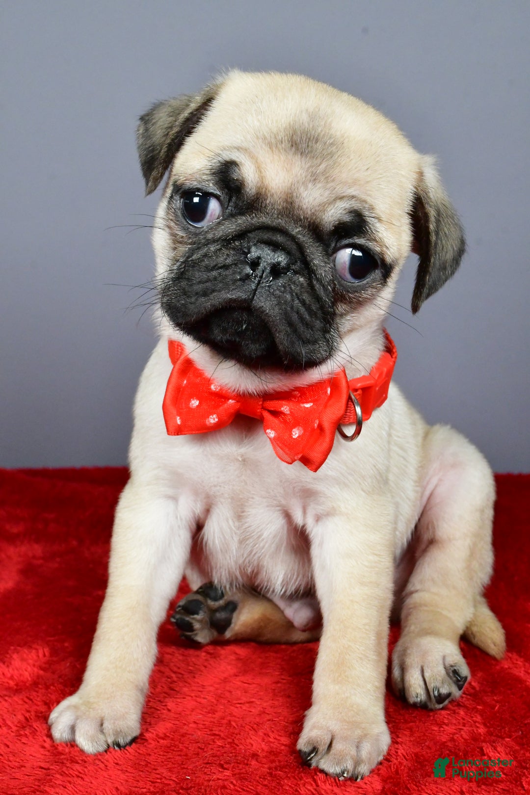 Pug dogs for sale: Tommy - Ad 7