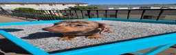 Miniature Dachshund dogs for sale: Rose - Ad 7