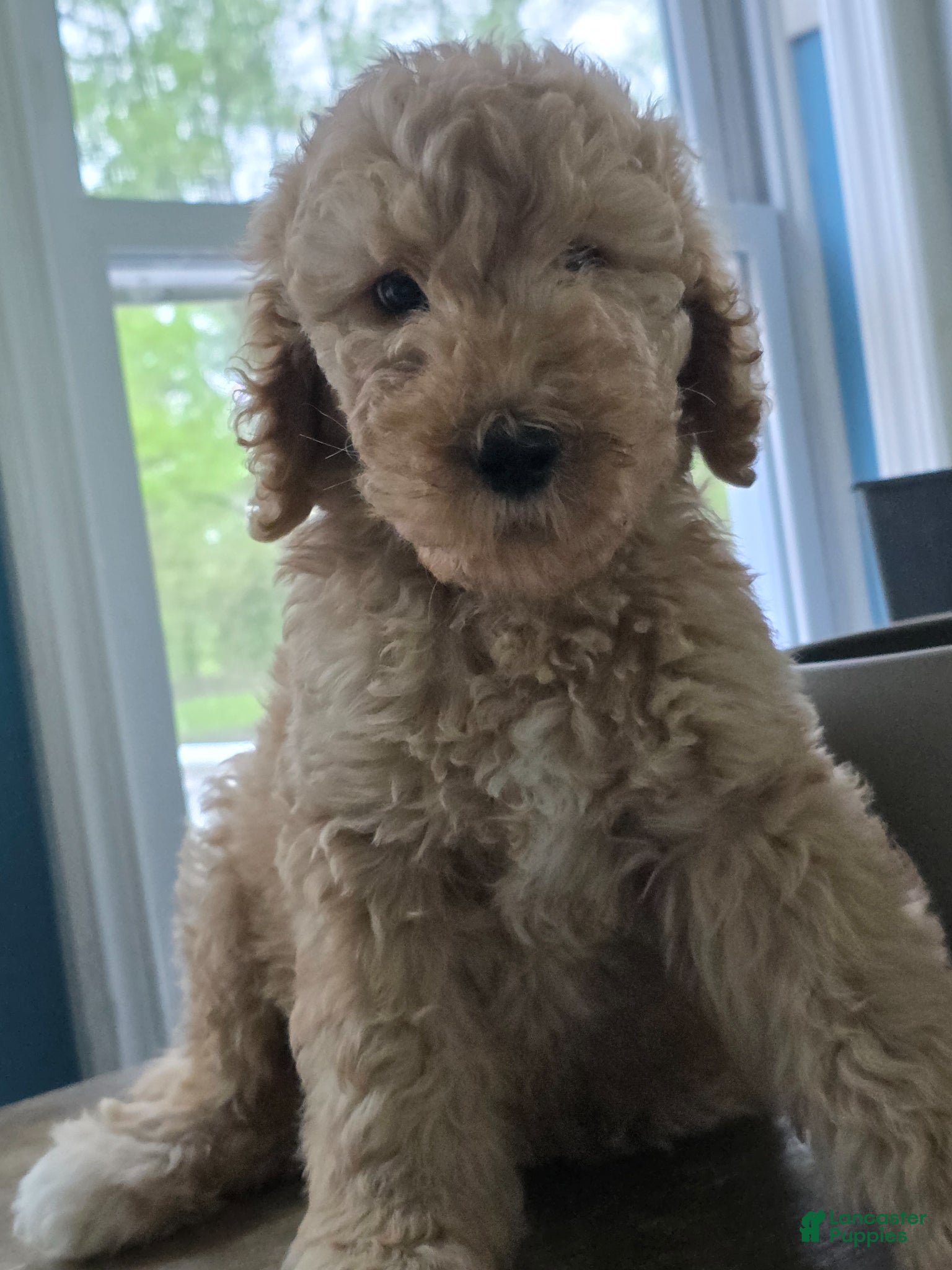 Goldendoodle dogs Charlie - Ad 24