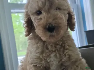 Goldendoodle dogs Charlie - Ad 24