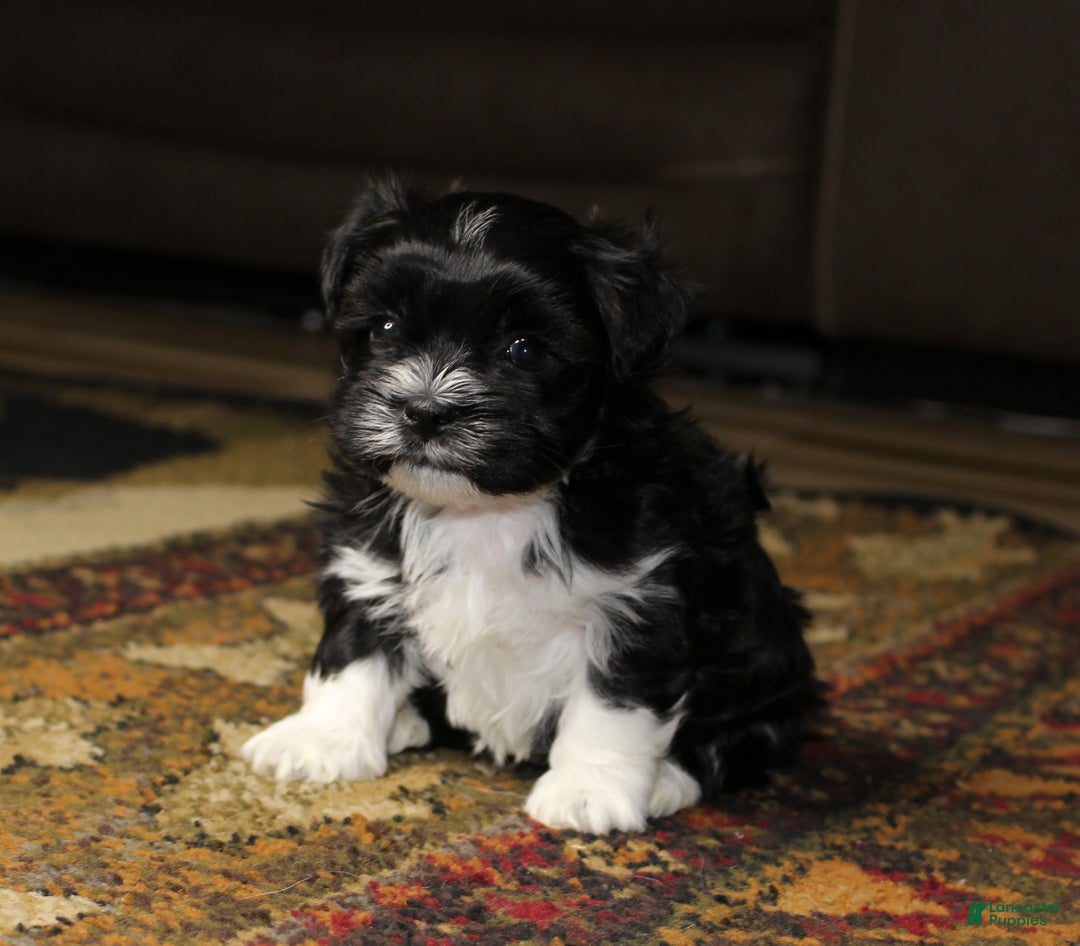 Havanese dogs for sale: CoCo - Ad 16
