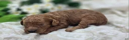 Cavapoo dogs for sale: Firefly - Ad 2