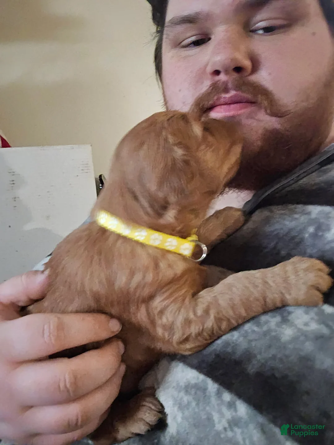 Golden Retriever dogs for sale: Pac-Man  - Ad 2
