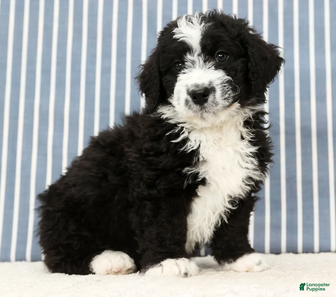 Mini Bernedoodle dogs for sale: Toby - Ad 2