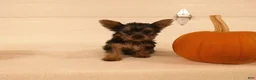 Yorkshire Terrier dogs for sale: Mia  - Ad 4