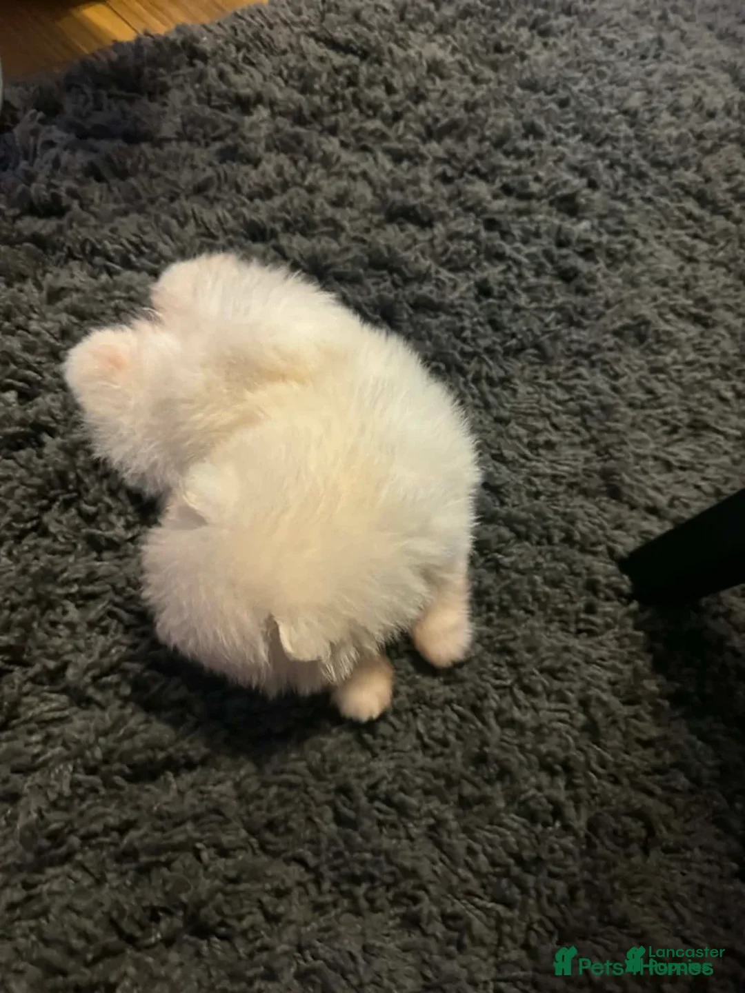 Pomeranian dogs for sale: Kayla - Ad 13