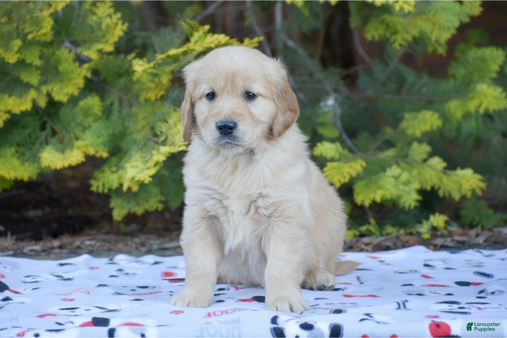 Golden Retriever dogs Brett - Ad 1