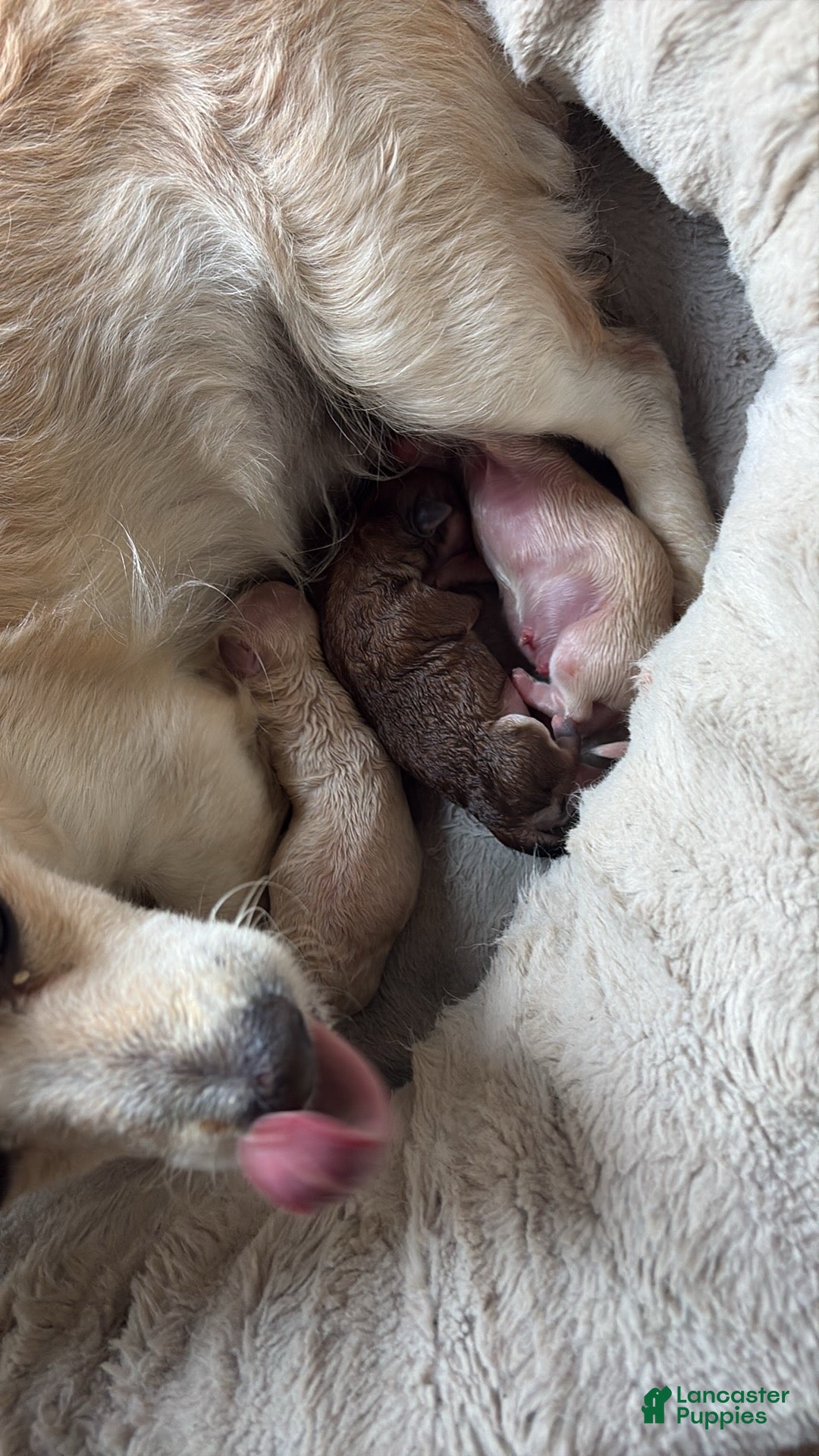 Mixed Breed dogs Mixed Breed Puppy 5 - Ad 37