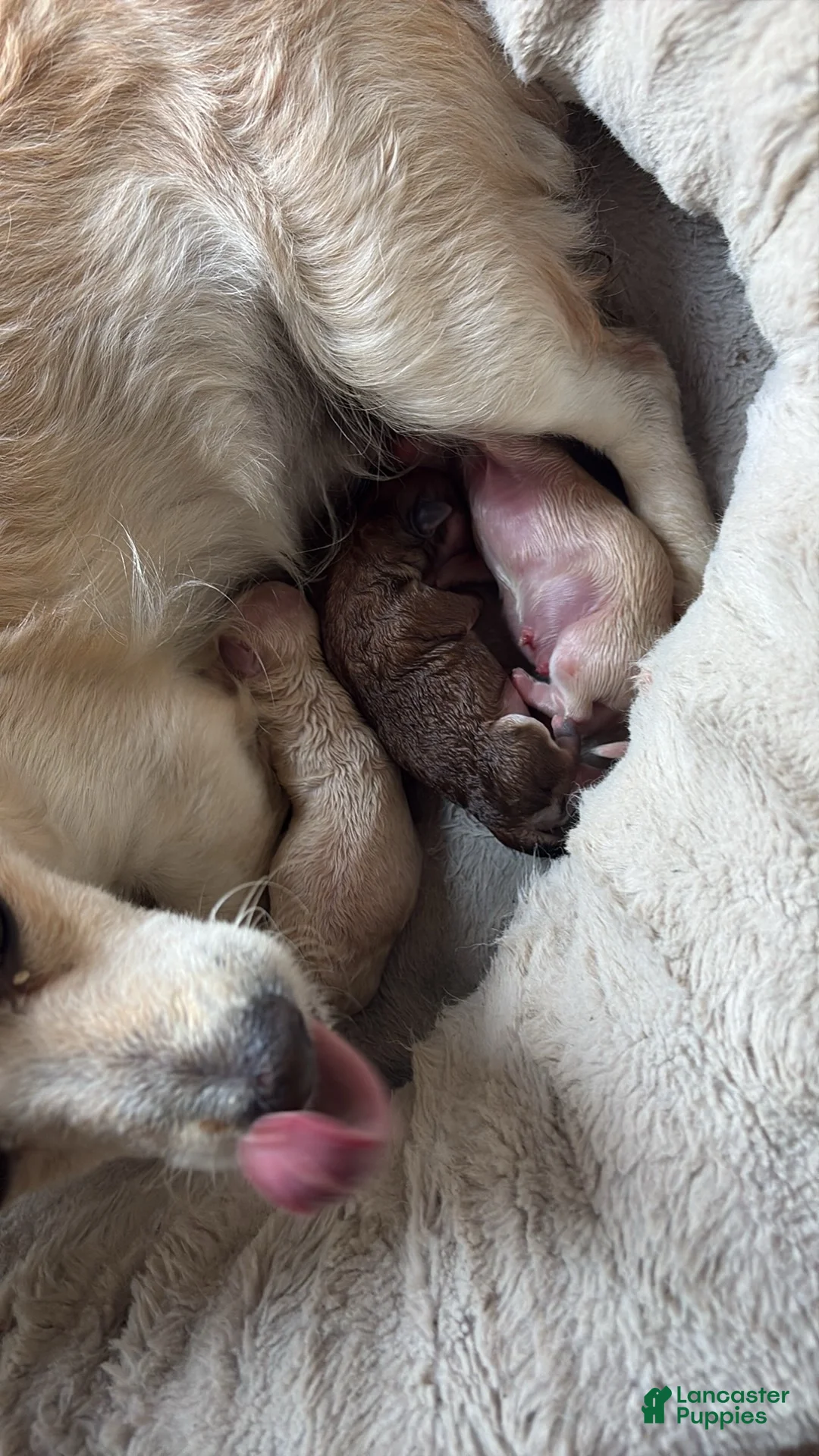 Mixed Breed dogs for sale: Mixed Breed Puppy 5 - Ad 1