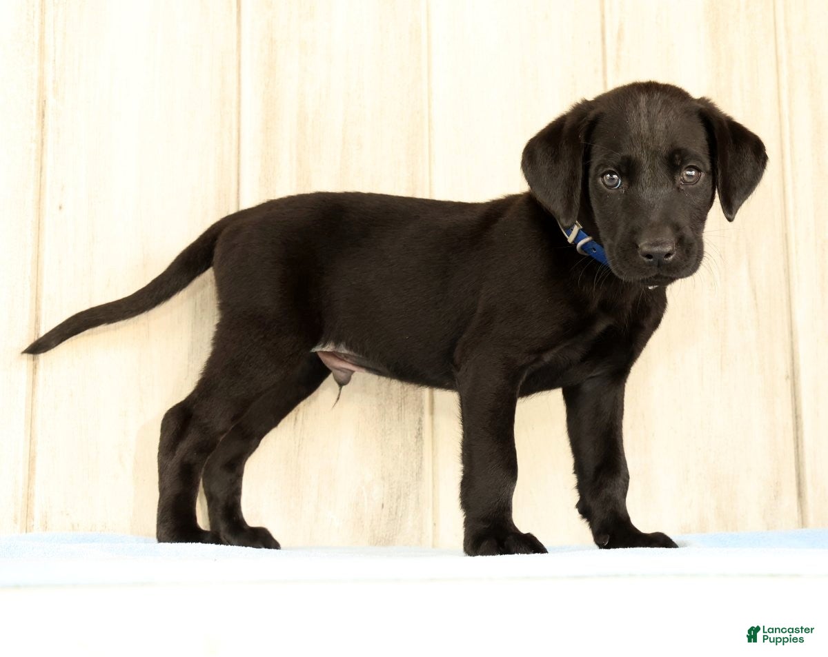 Labrador Retriever dogs Boomer - Ad 1