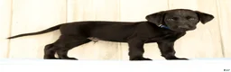 Labrador Retriever dogs for sale: Boomer - Ad 1