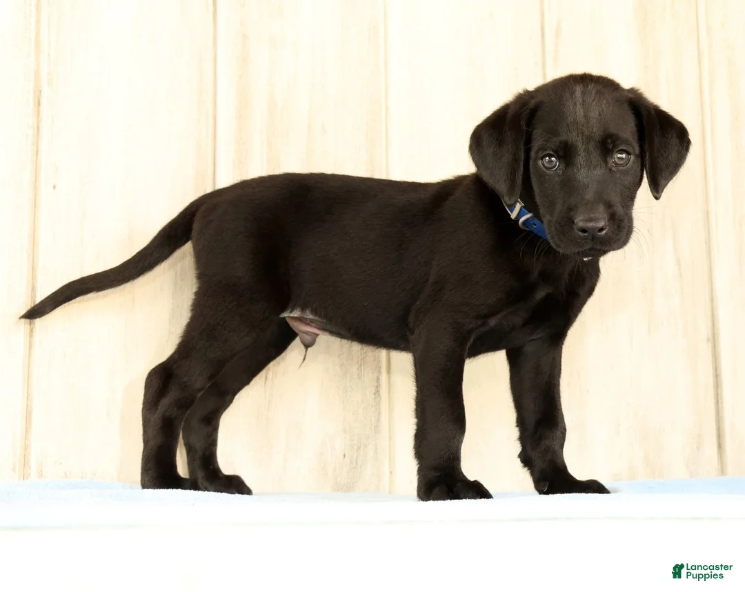 Labrador Retriever dogs for sale: Boomer - Ad 1