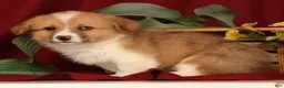 Welsh Corgi Pembroke dogs for sale: Jaime - Ad 4