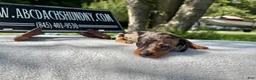 Miniature Dachshund dogs for sale: Smooth mini dapple Russian  - Ad 2