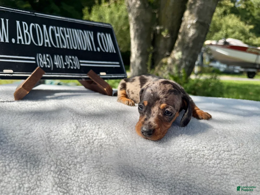 Miniature Dachshund dogs for sale: Smooth mini dapple Russian  - Ad 2