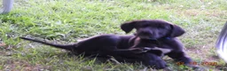 Great Dane dogs for sale: Great Dane 1 - Ad 5