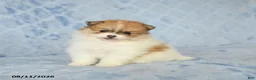 Pomeranian dogs for sale: Cinnamon - Ad 3