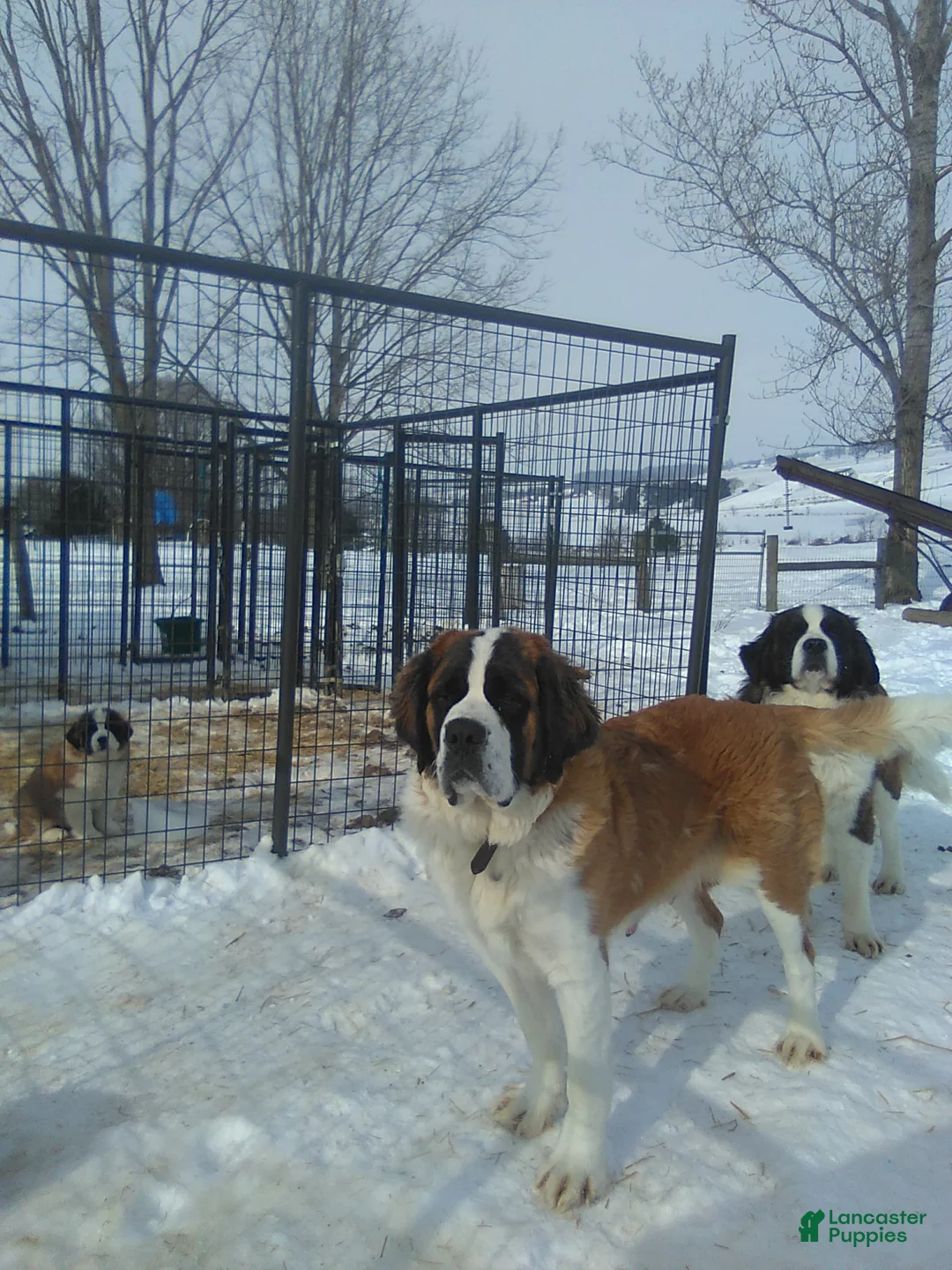 Saint Bernard dogs for sale: TORETTO - Ad 5