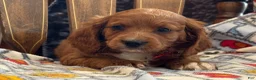 Cavapoo dogs for sale: Mason - Ad 4