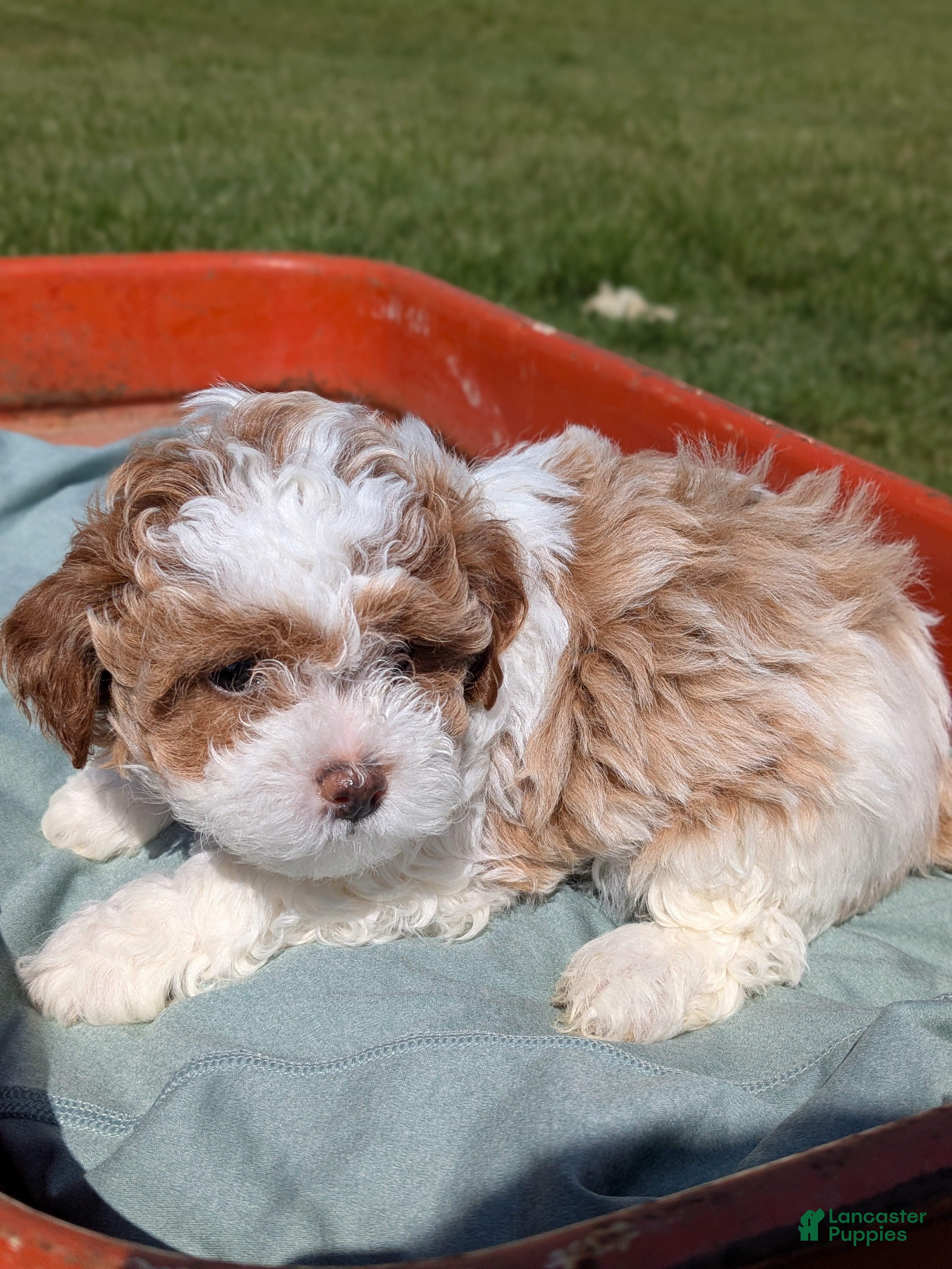 Mixed Breed dogs Jack - Ad 1