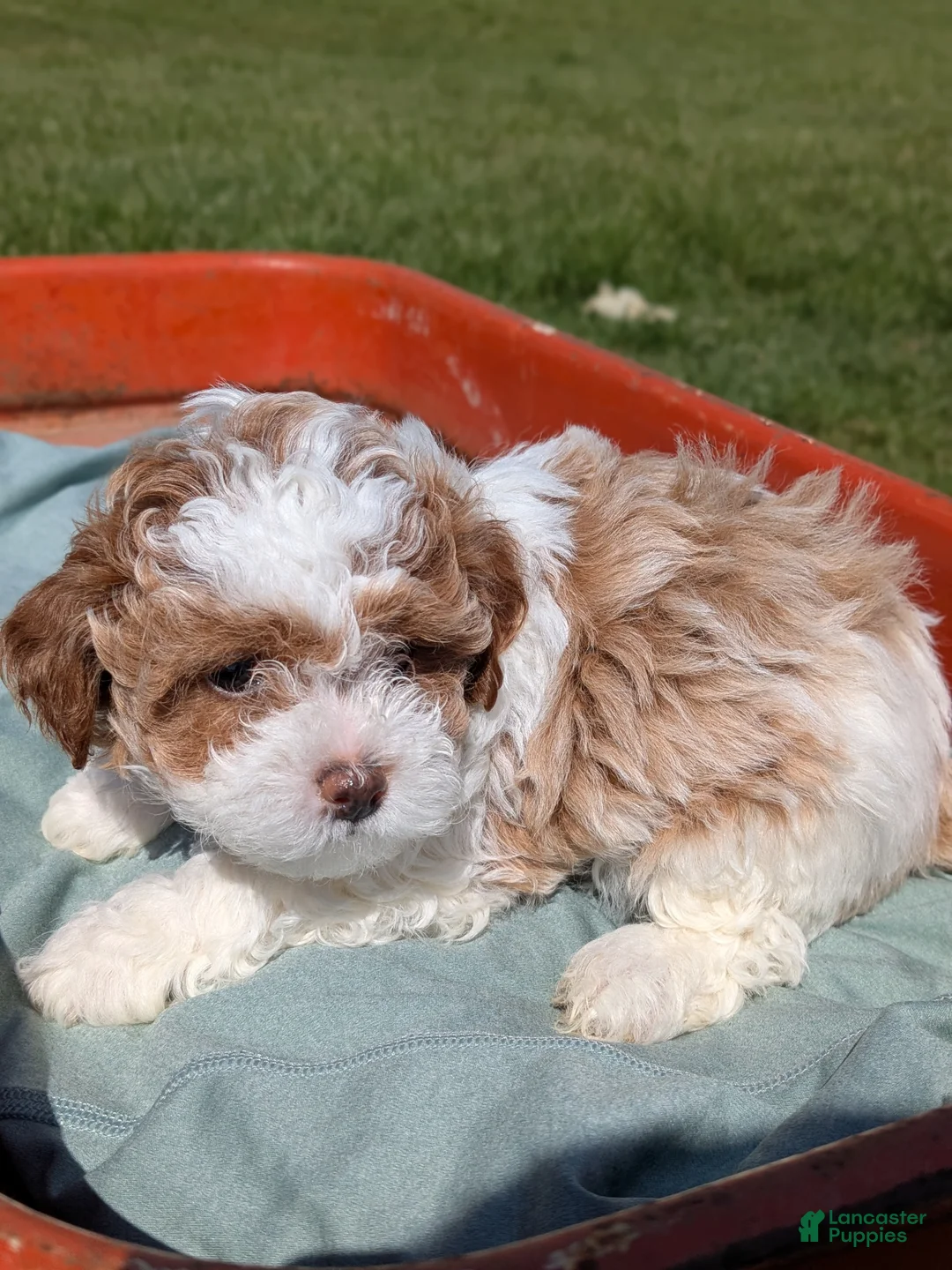 Mixed Breed dogs for sale: Jack - Ad 1