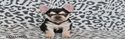 French Bulldog dogs for sale: Loni - Ad 8