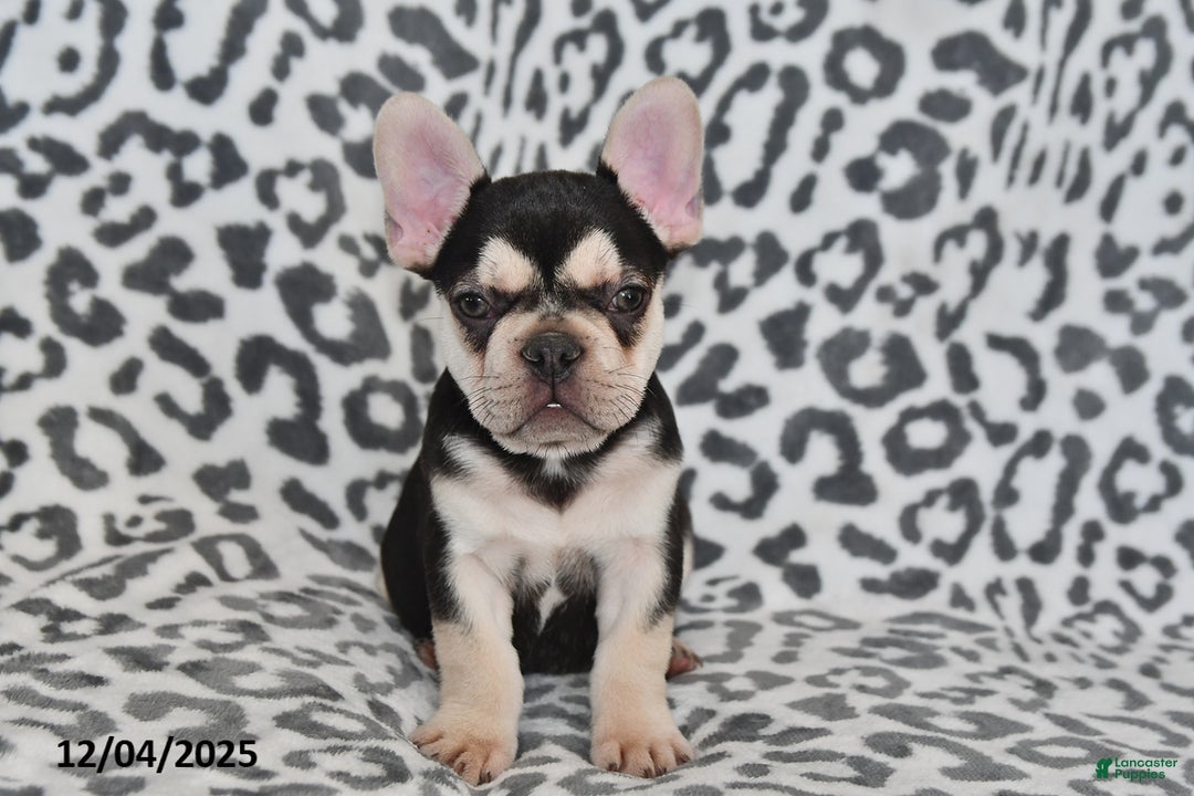 French Bulldog dogs for sale: Loni - Ad 8