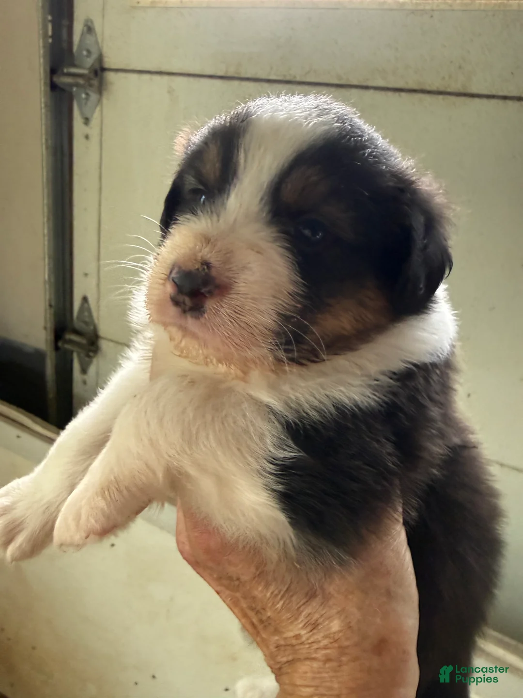 Australian Shepherd dogs for sale: Jeremy - Ad 2