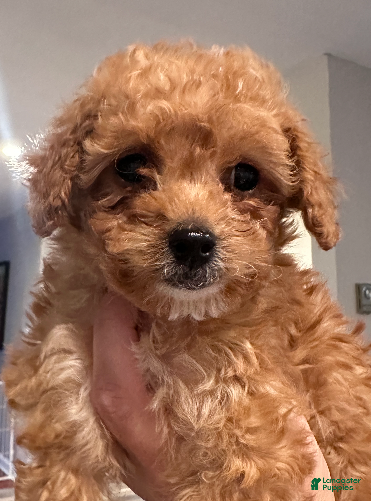 Toy Poodle dogs ZIGGY - ACA TOY POODLE - Ad 12
