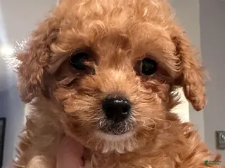 Toy Poodle dogs ZIGGY - ACA TOY POODLE - Ad 12
