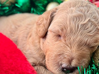 Goldendoodle dogs Luv – Apricot Medium Goldendoodle (F) – Service Dog Temperament Candidate - Ad 2