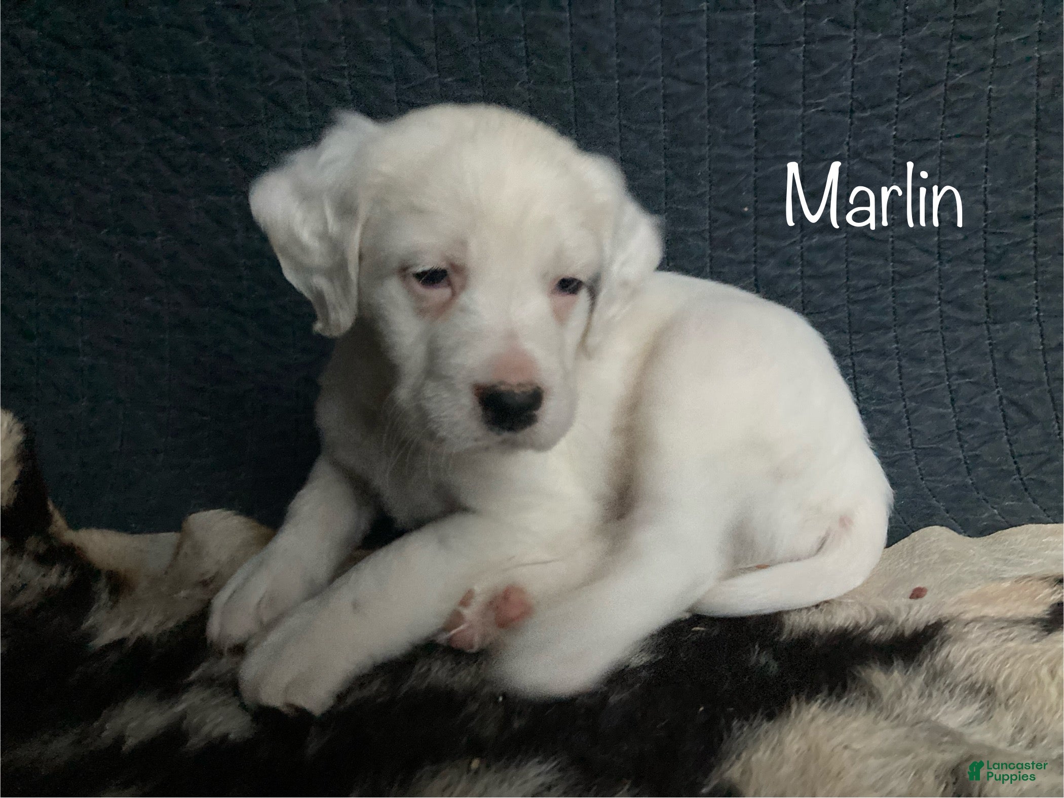 English Setter dogs Marlin - Ad 1