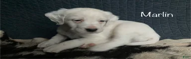 Marlin