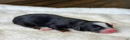 Mixed Breed dogs for sale: Tricolor Micro Mini - Ad 6