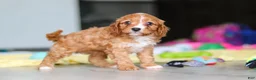 Cavapoo dogs for sale: Wynn - Ad 3