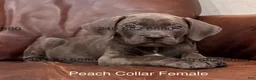 Cane Corso dogs for sale: Cane Corso Peach Collar F  - Ad 4