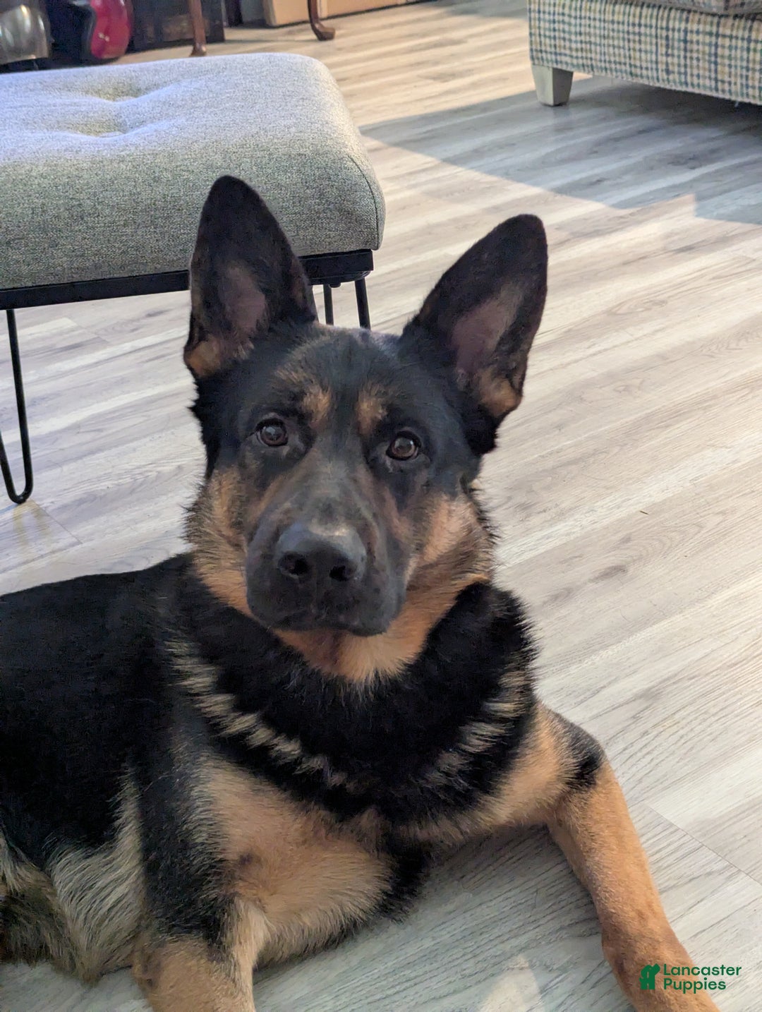 German Shepherd dogs for sale: German Shepherd Puppy 3 - Ad 3