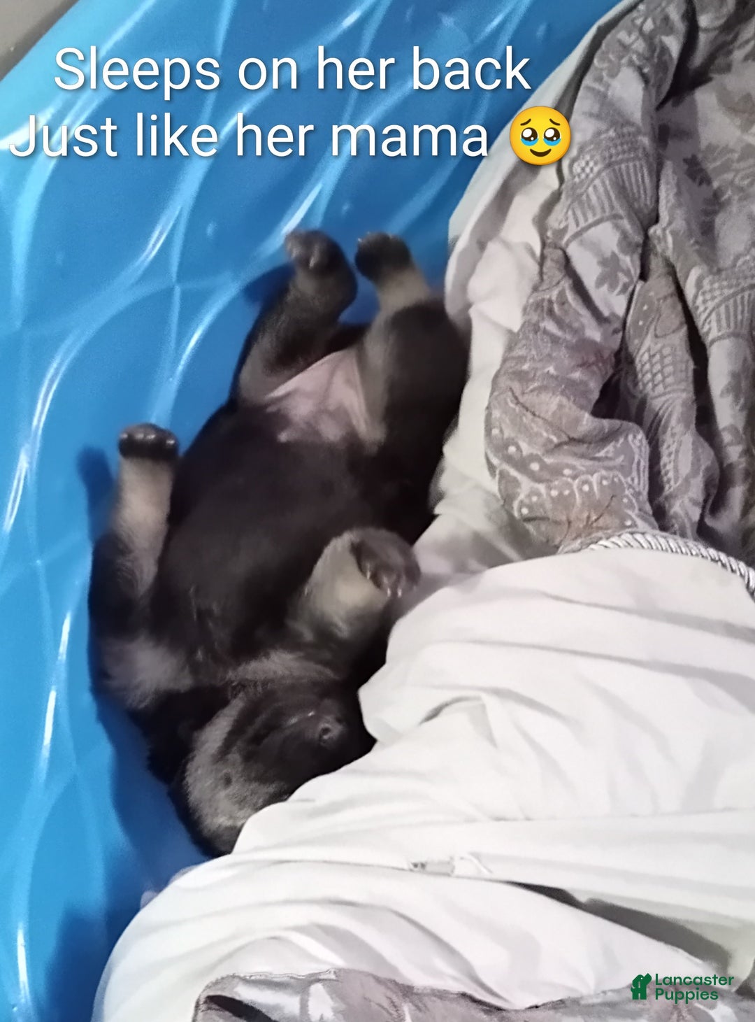 German Shepherd dogs for sale: Diamond - Ad 24