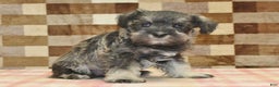 Miniature Schnauzer dogs for sale: Wiggles - Ad 4