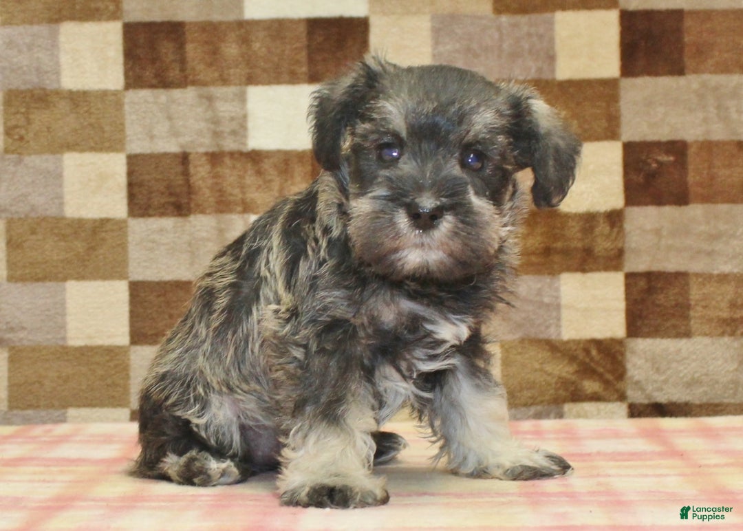 Miniature Schnauzer dogs for sale: Wiggles - Ad 4