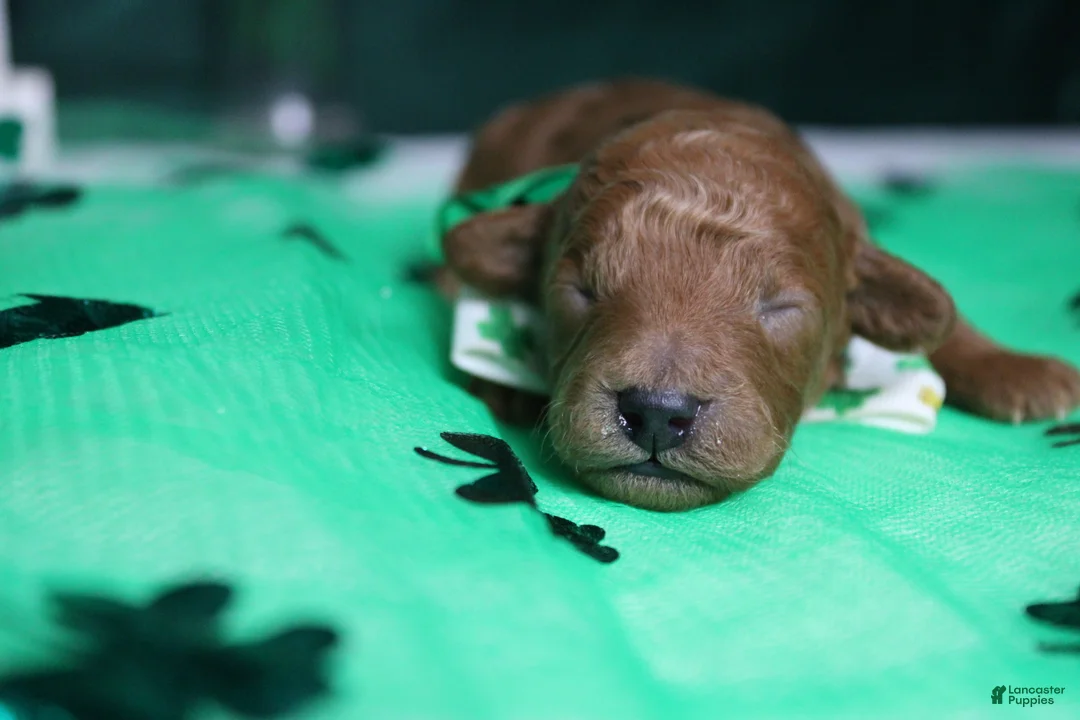 Toy Poodle dogs for sale: Andy  - Ad 2